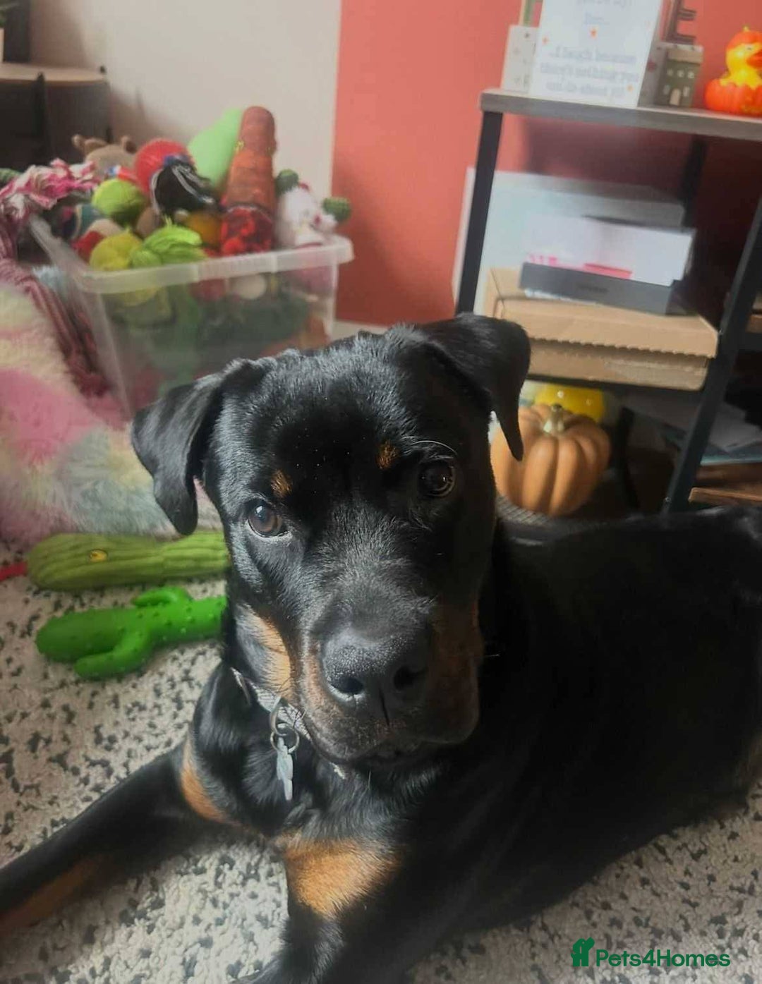 Mixed Breed dogs for adoption: Meet Nova, currently residing in Liverpool  - Advert 7