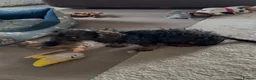 Dachshund dogs for sale: Wirehaired dachshund puppy - Advert 7