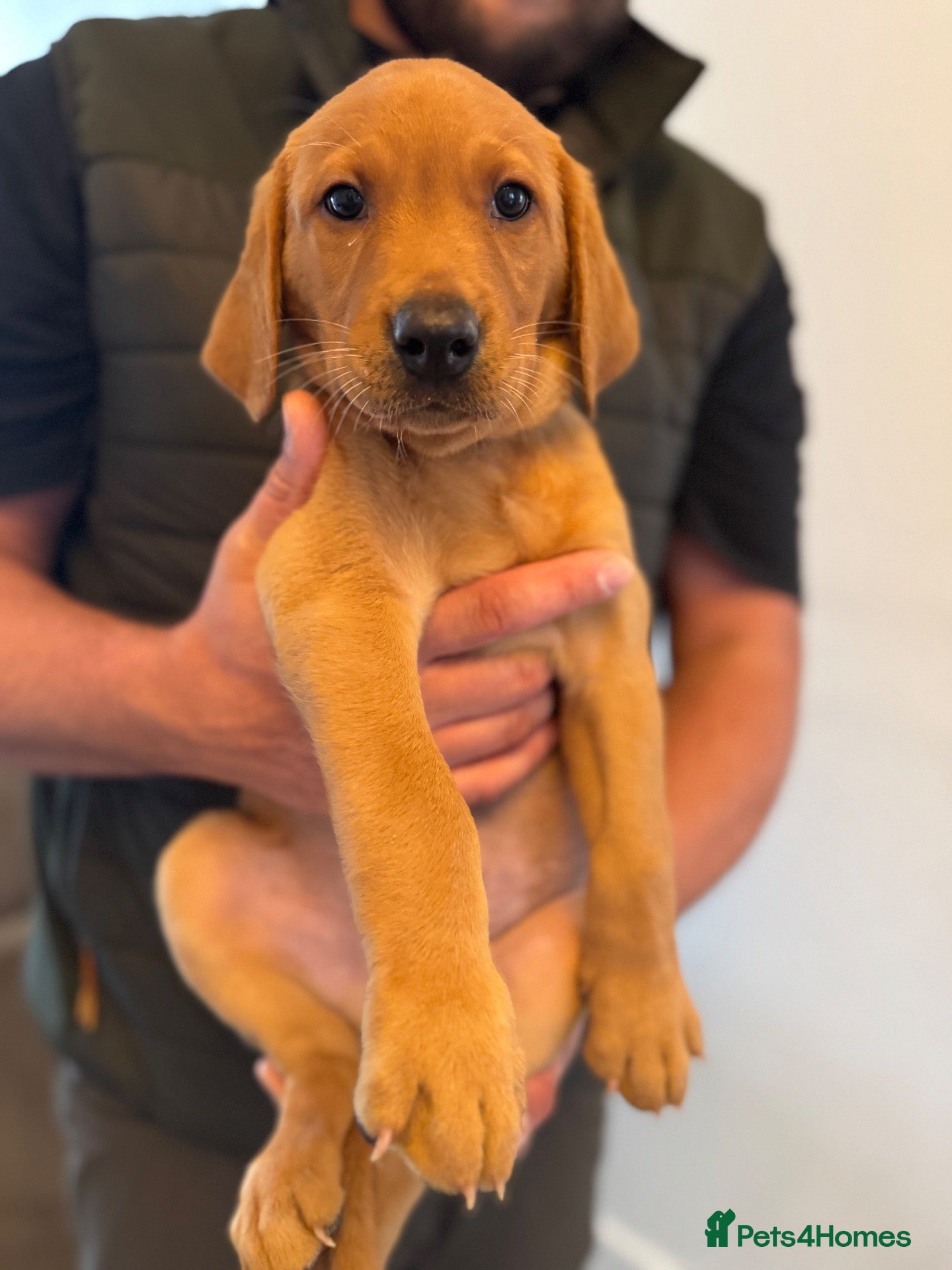 Labrador Retriever dogs 2 Fox red chunky Labrador puppies  - Advert 1