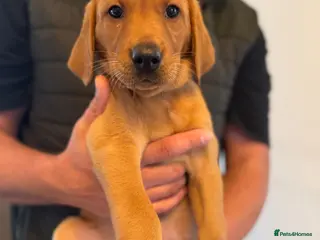 Labrador Retriever dogs 2 Fox red chunky Labrador puppies - Advert 1