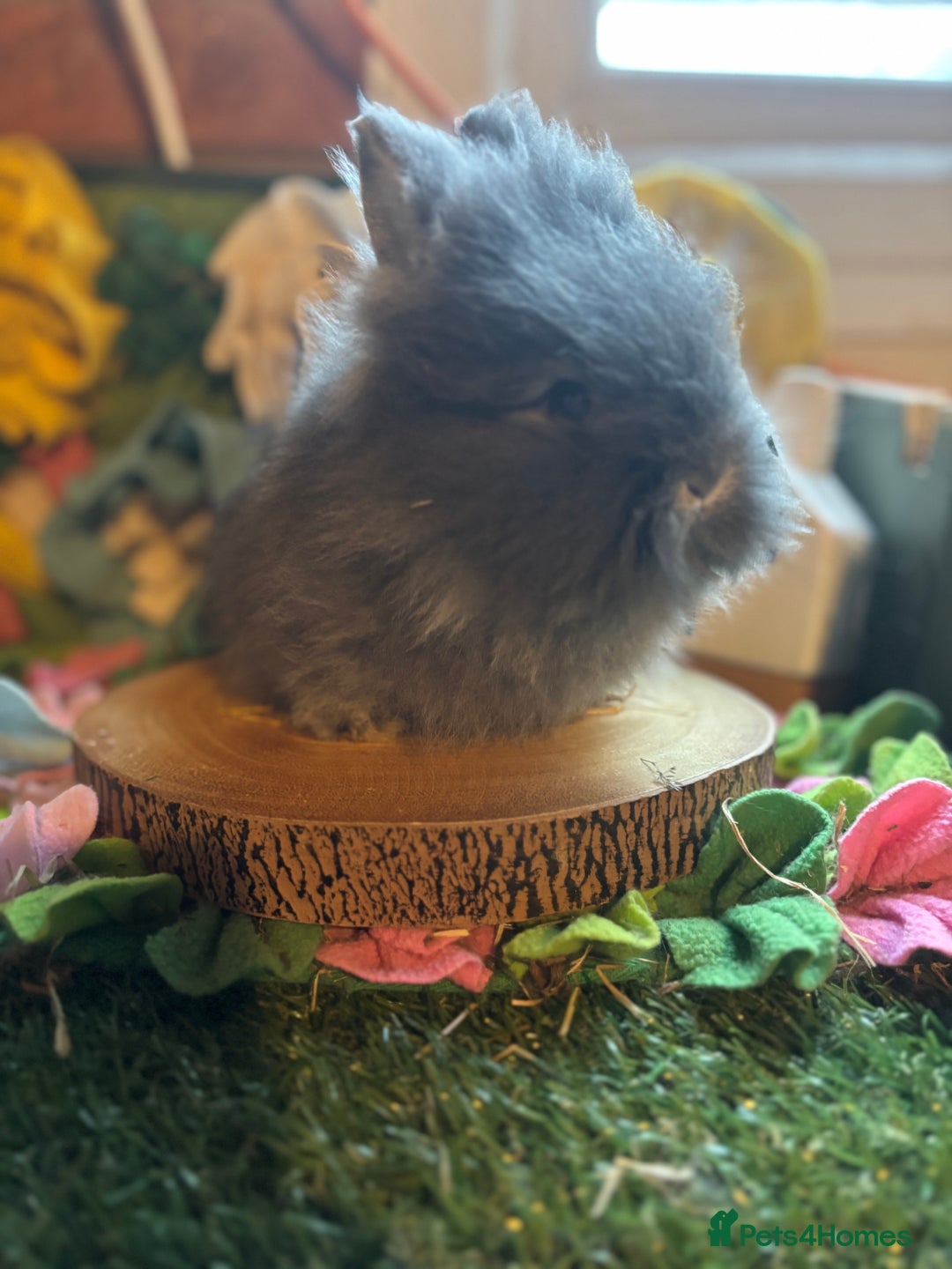 Lionhead rabbits for sale: Lion head buck  - Advert 4