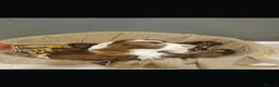 Sproodle dogs for sale: Sproodle puppies - Advert 8