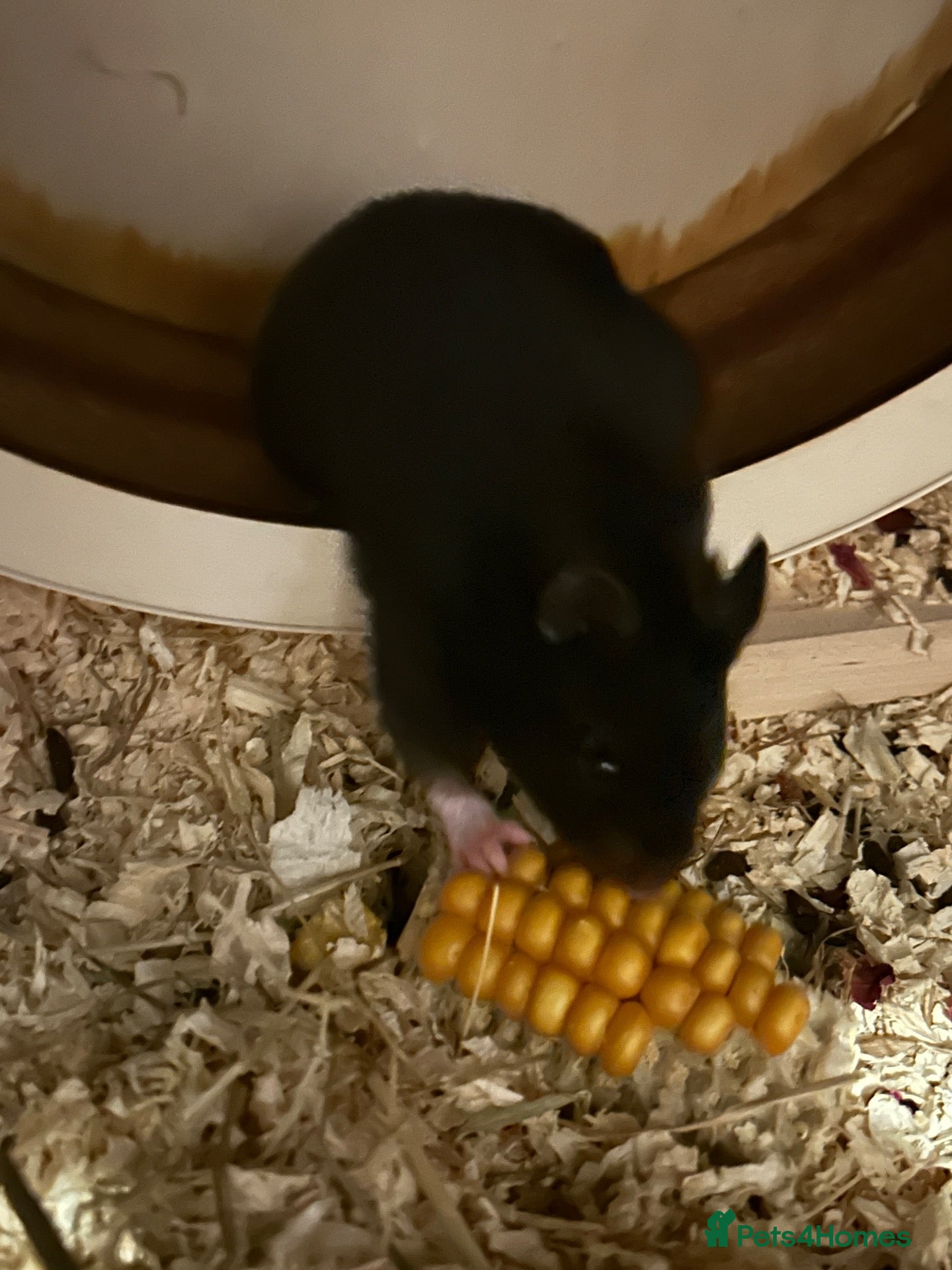 Hamster rodents Hamster for rehoming with cage. - Advert 4