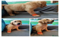 Golden Retriever dogs for sale: 2 girls and 2 boys available! Ready on Monday  - Image 2
