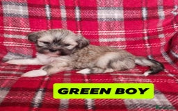 Lhasa Apso dogs for sale: Pure bred Lhasa Apso puppies  - Image 12