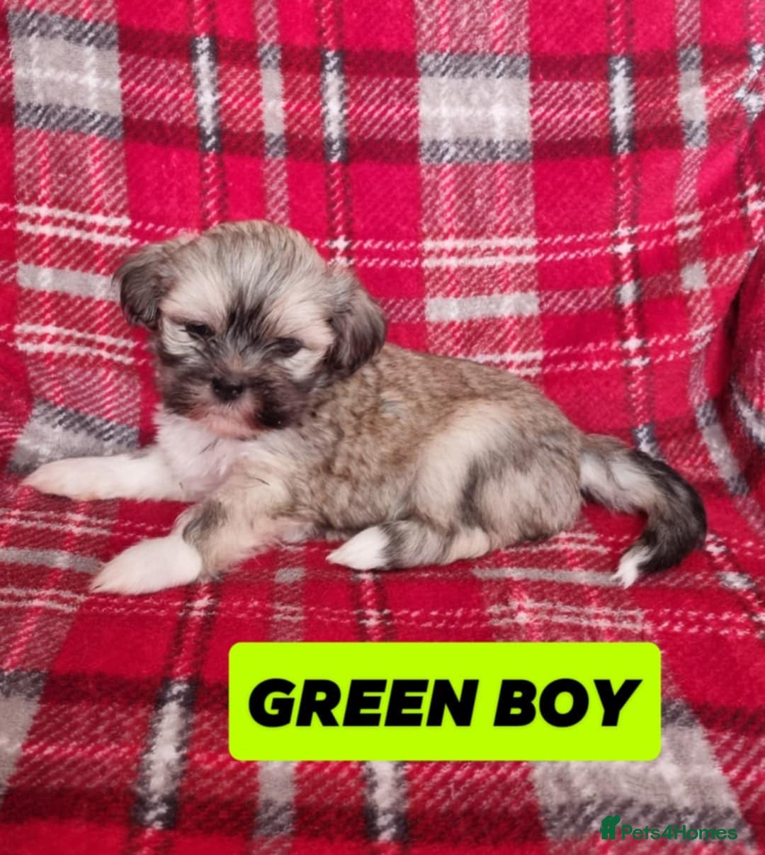 Lhasa Apso dogs for sale: Pure bred Lhasa Apso puppies  - Image 12