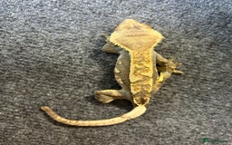 Gecko reptiles for sale: Crested geckos - Image 2