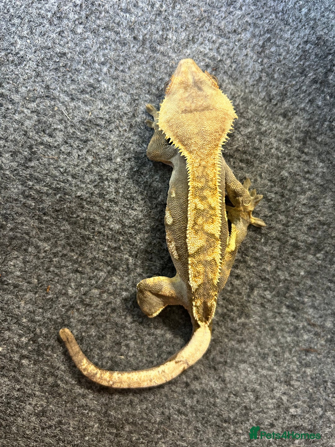 Gecko reptiles for sale: Crested geckos - Image 2