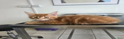 Maine Coon cats for sale: Red Tabby Maine Coons  - Advert 5