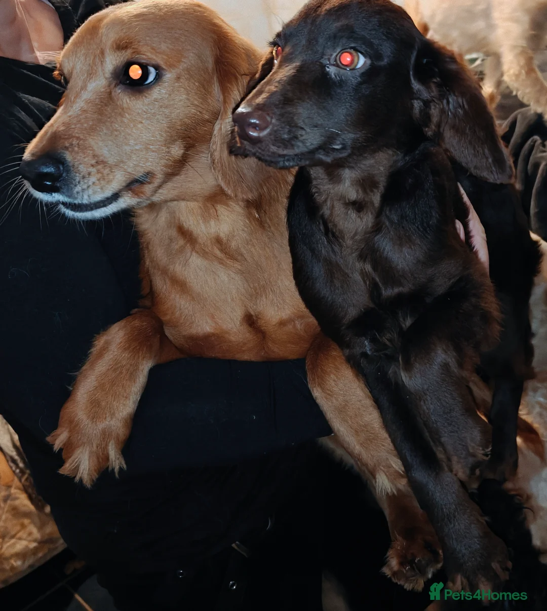 Cockapoo dogs for sale: F3 cockapoo puppies - Advert 2