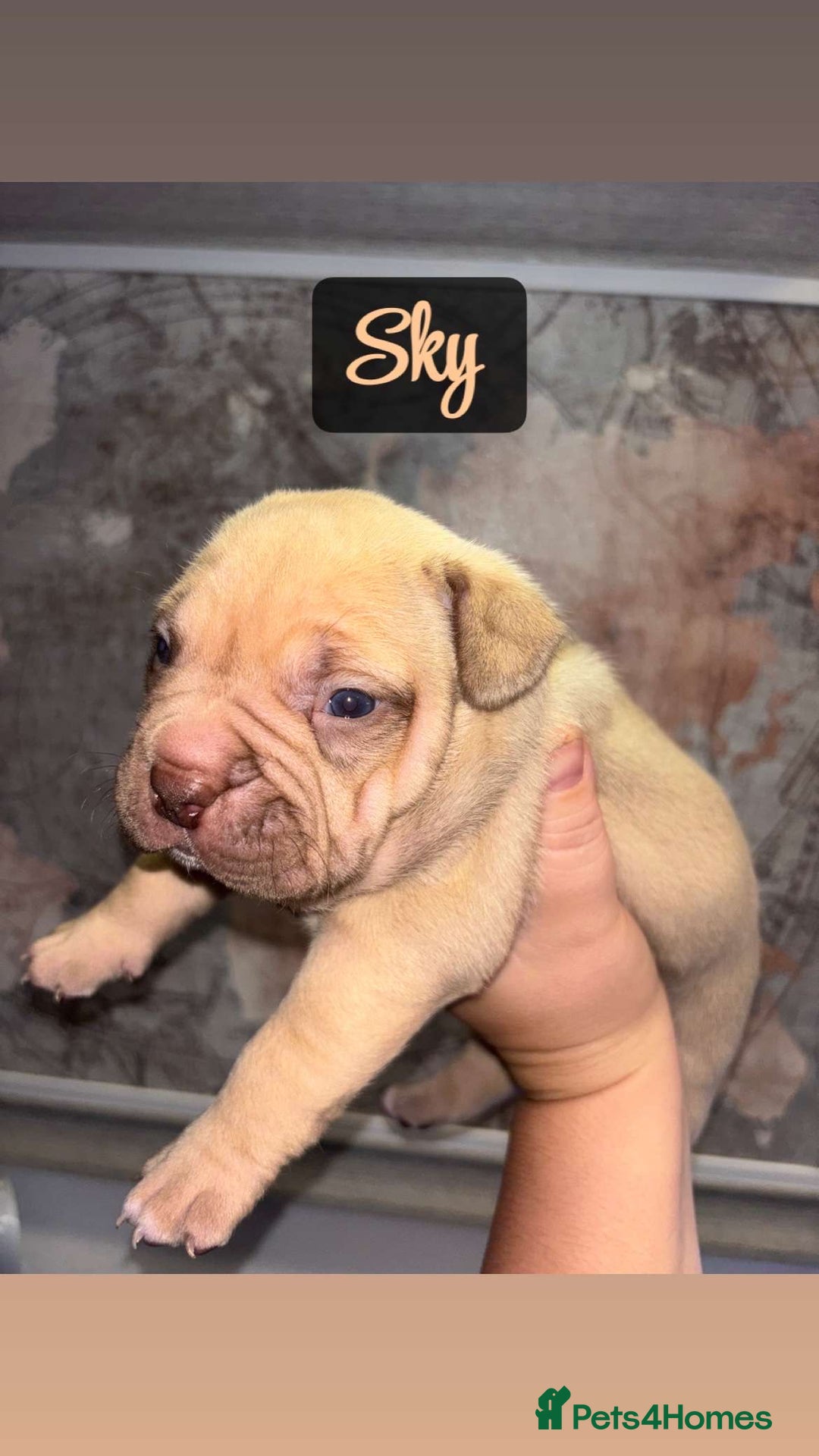 American Bully dogs for sale: Pocket bully pups ready too leave 11th dec - Advert 25