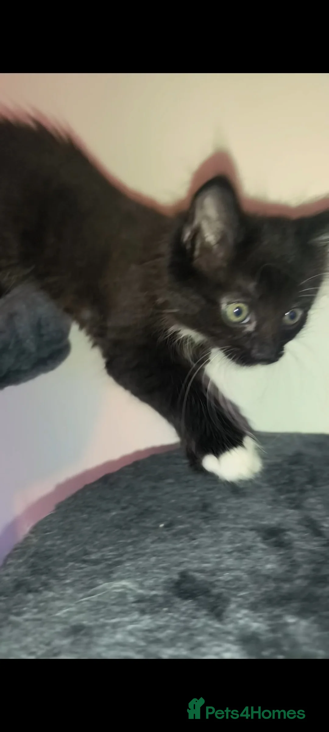 Mixed Breed cats for sale: 4 beautiful female tuxedo kittens in Aylesbury - Advert 33