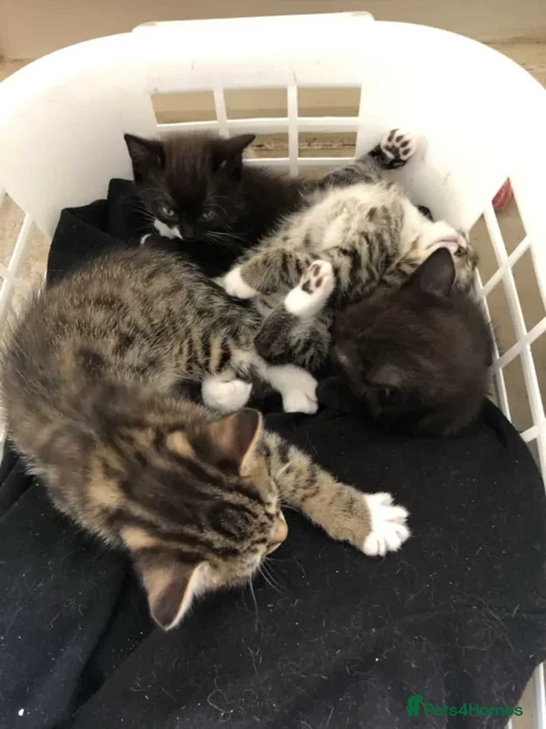 Mixed Breed cats for sale: 4 Lovely Kittens  - Advert 2