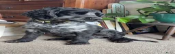 Cocker Spaniel dogs for sale: Cocker Spaniel  in Oakham - Advert 1