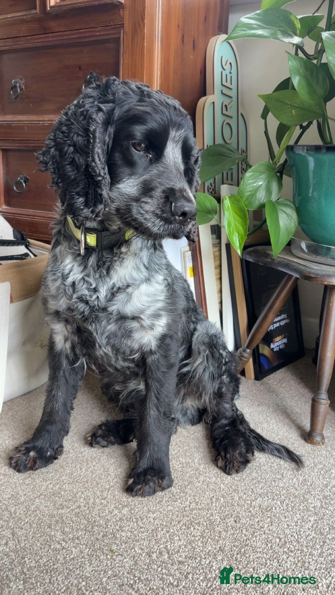 Cocker Spaniel dogs for sale: Cocker Spaniel  in Oakham - Advert 1