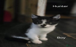 Domestic Shorthair cats for sale: Kittens for sale  - Image 4