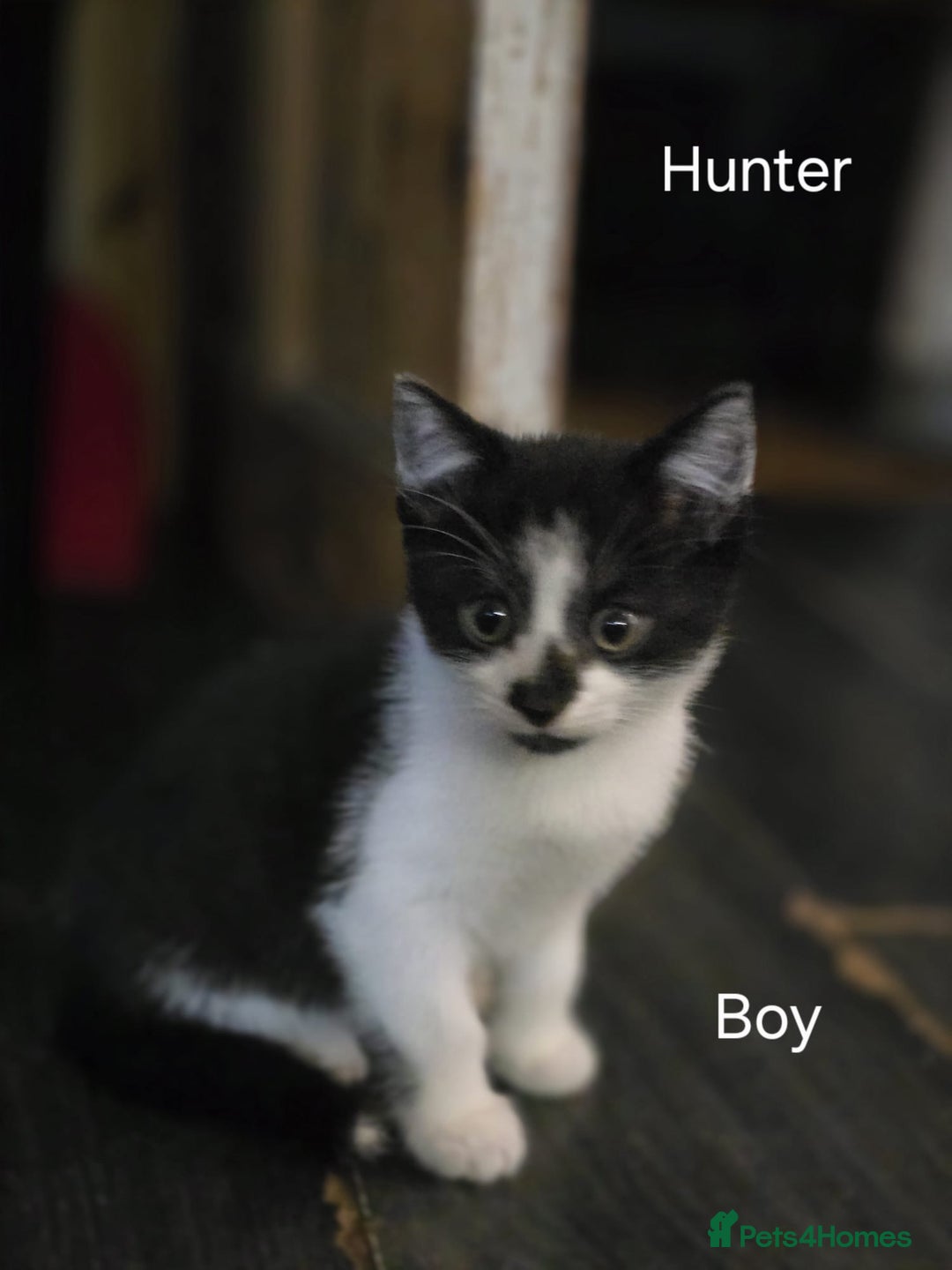 Domestic Shorthair cats for sale: Kittens for sale  - Image 4