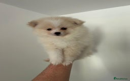 Pomeranian dogs for sale: Pomeranian - Image 9