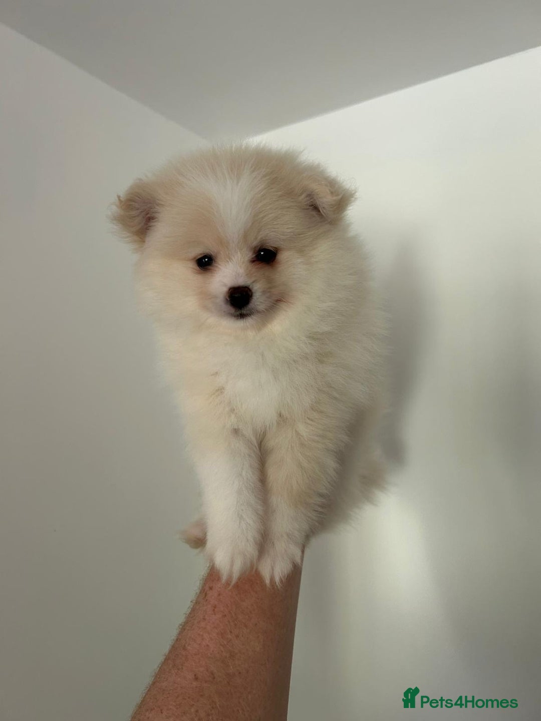 Pomeranian dogs for sale: Pomeranian - Image 9