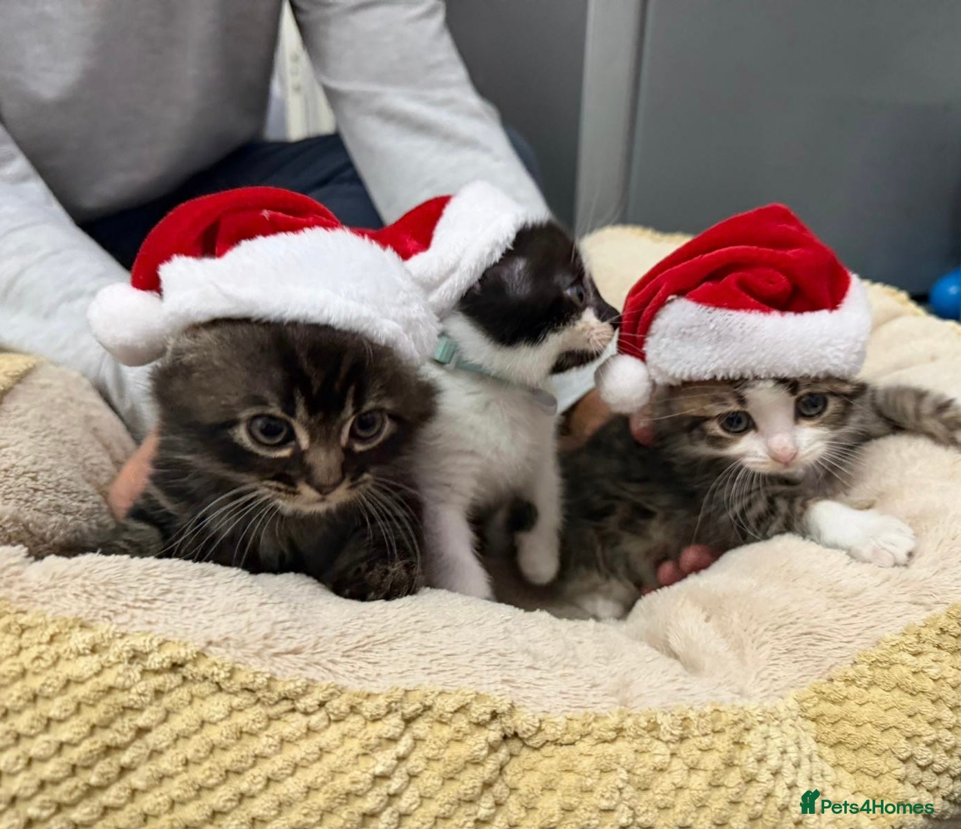 Mixed Breed cats Ready Now 1girl 2boys left ❤️ - Advert 1