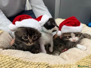 Mixed Breed cats Ready Now 1girl 2boys left ❤️ - Advert 1