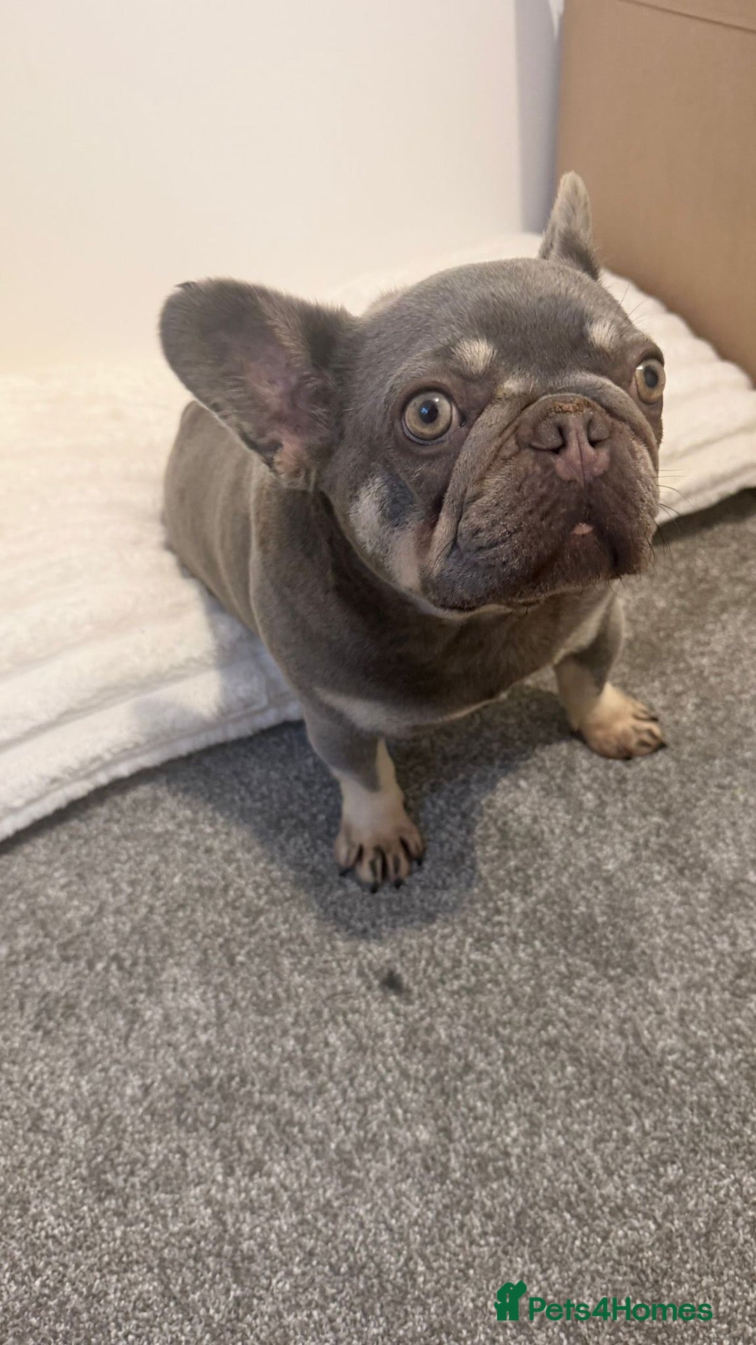 French Bulldog dogs French Bulldog - Advert 1
