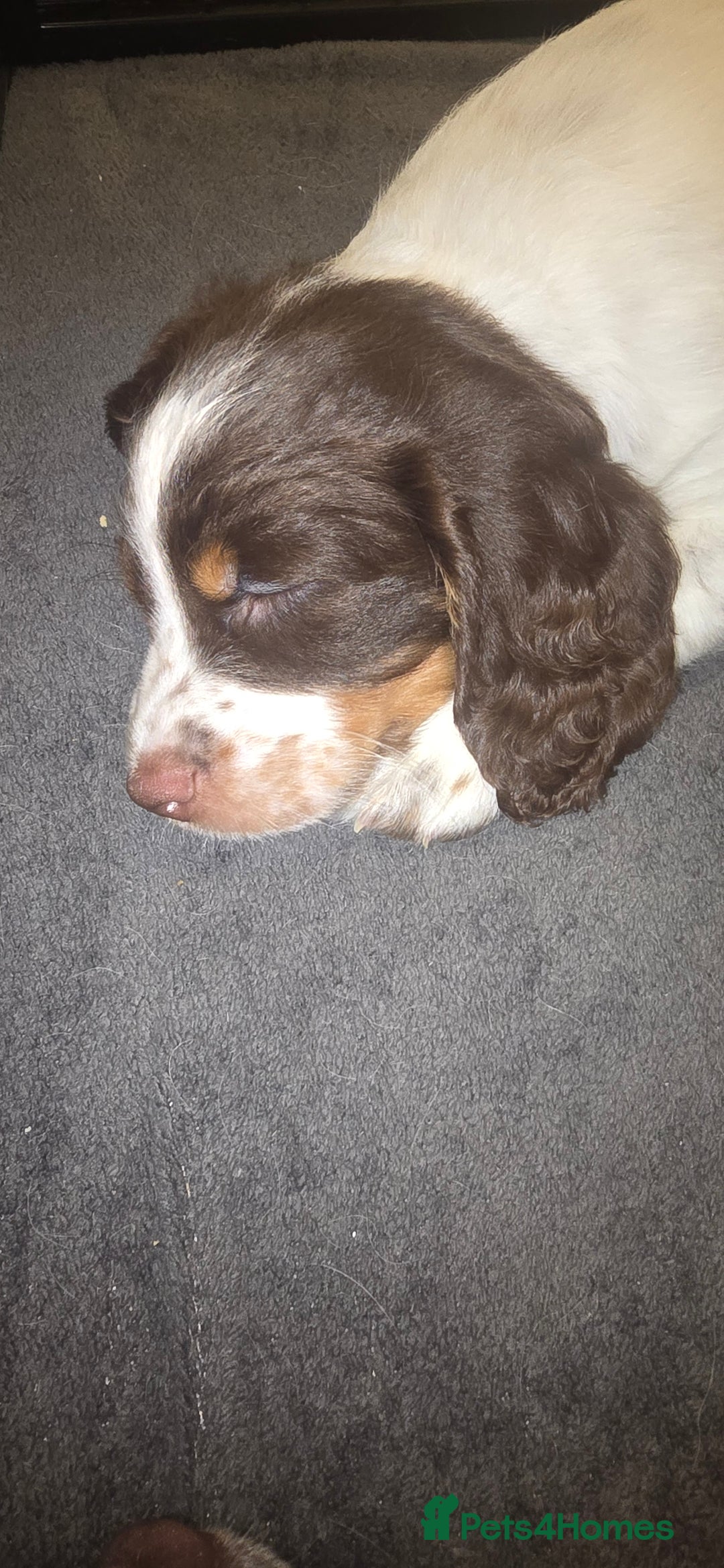 Sprocker dogs for sale: Home-Reared Sprocker Puppies  - Advert 21
