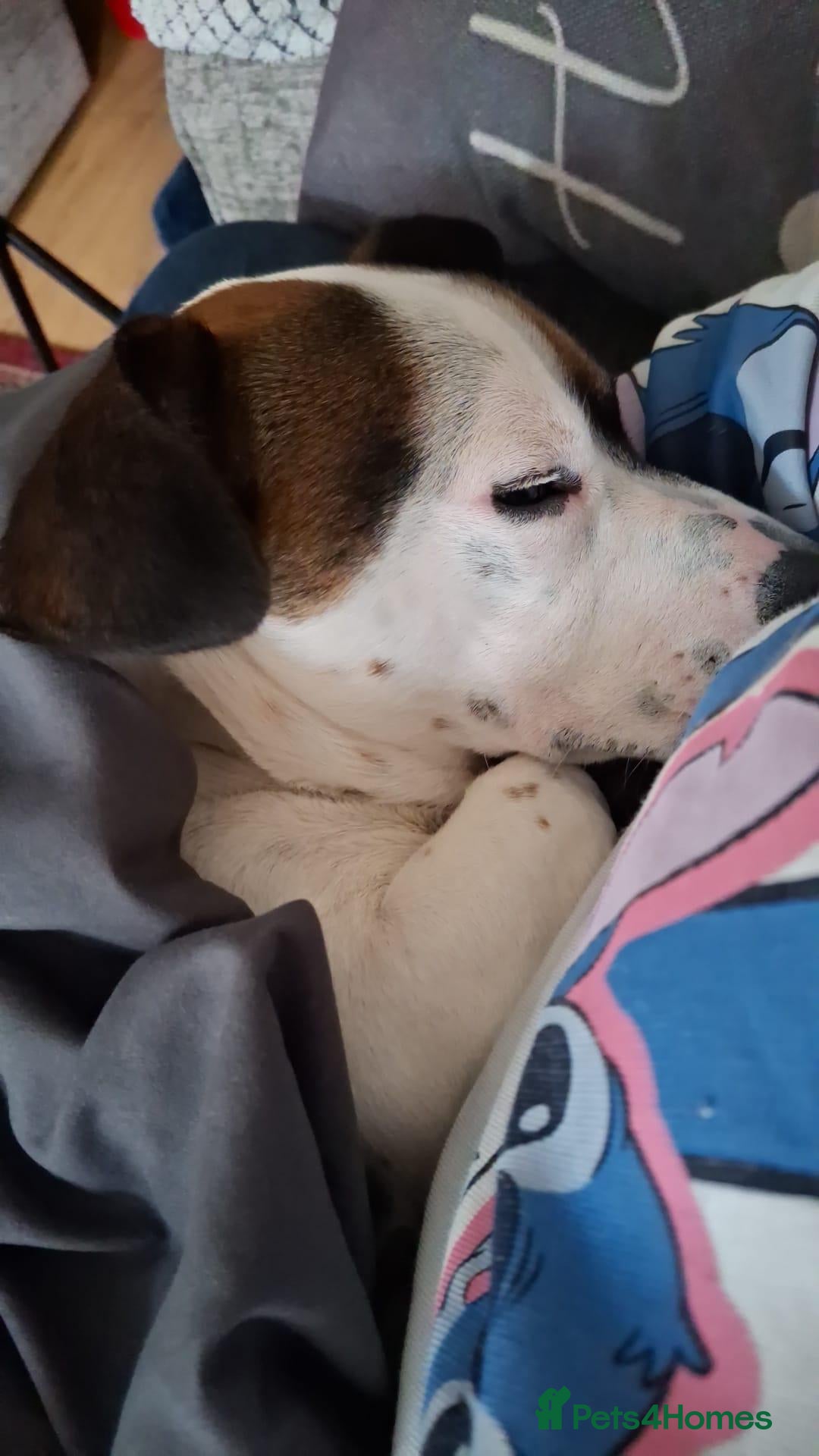Mixed Breed dogs for sale: Bruno - Needs a New, Loving Home - Image 15