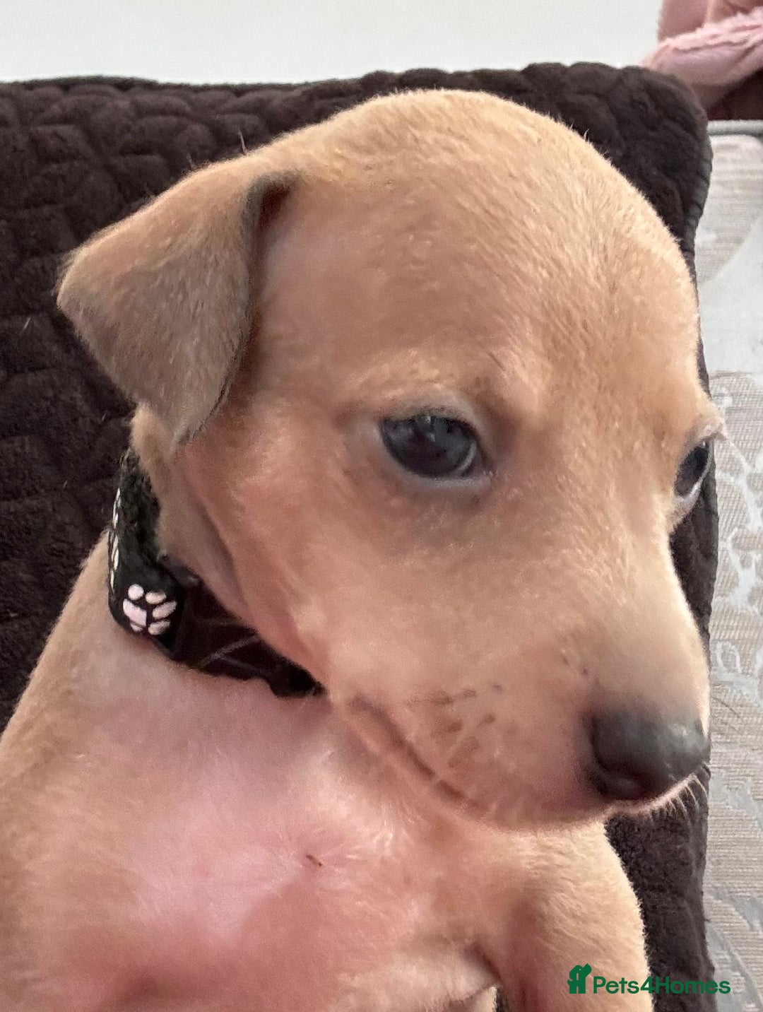 Italian Greyhound dogs for sale: Beautiful Italian Greyhound puppies - Image 18