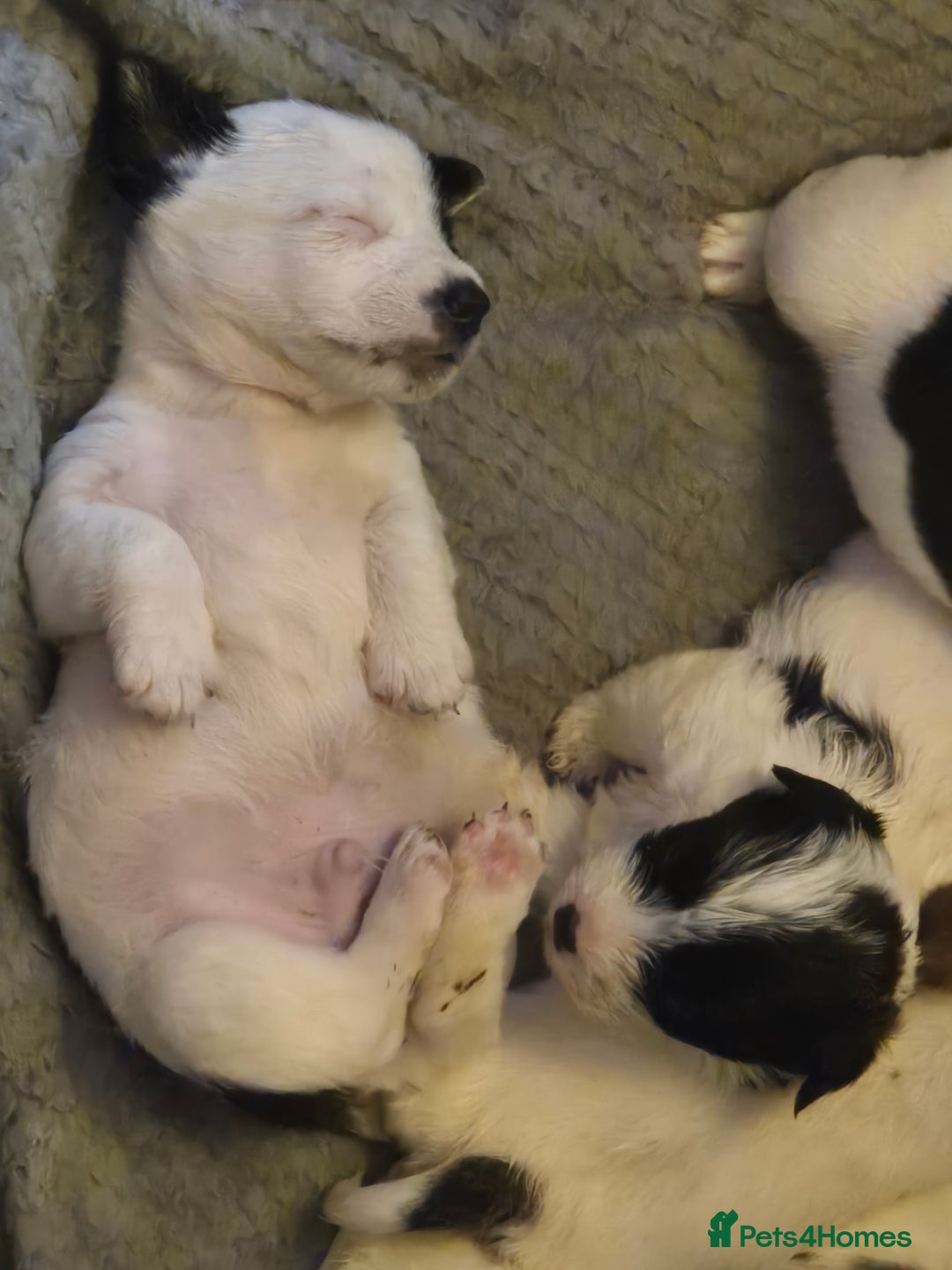 Jack Russell dogs for sale: Jack Russell pups  - Advert 9