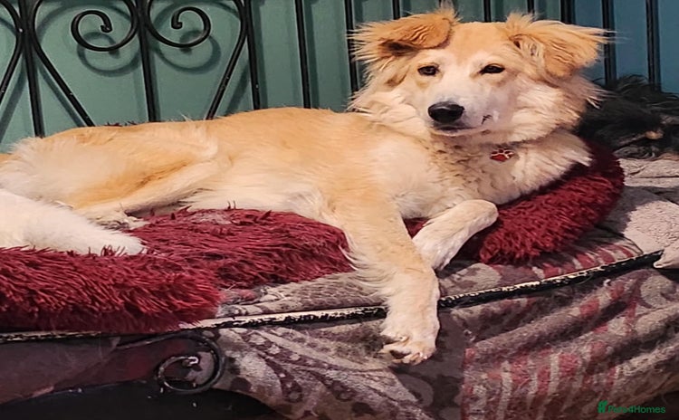 Mixed Breed dogs - Advert 1