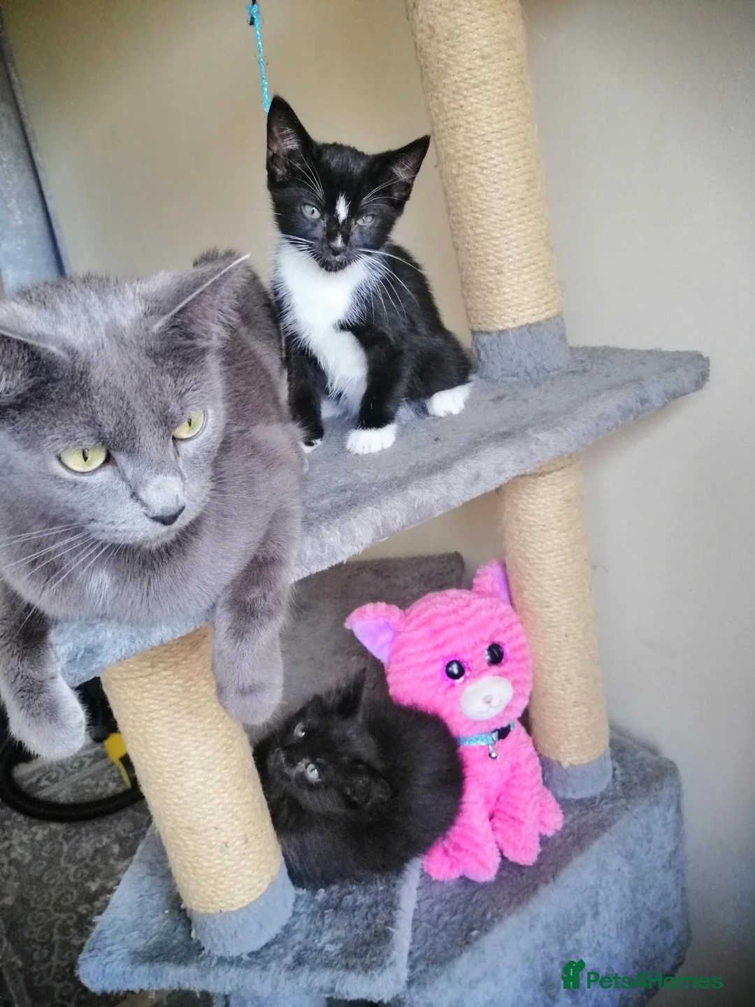 Mixed Breed cats for sale: wonderful kittens😻 - Advert 2