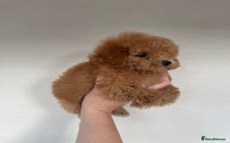 Toy Poodle dogs for sale: Extremely rare blue tiny Kc Reg Toy Poodle Puppy! - Image 25