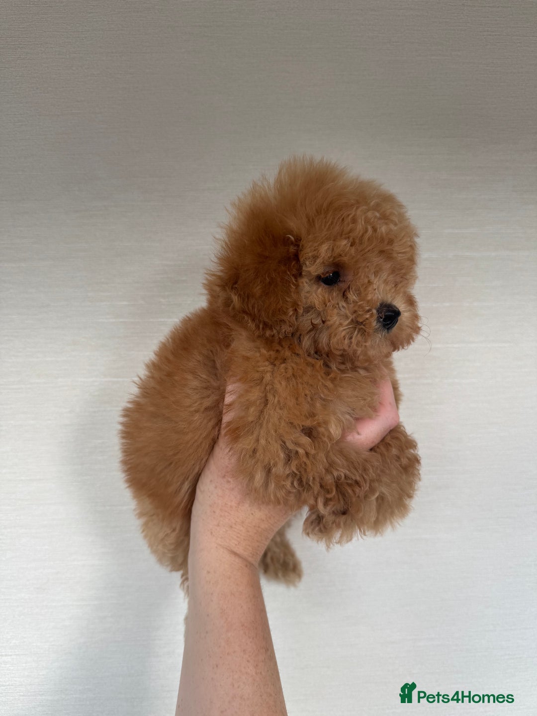 Toy Poodle dogs for sale: Extremely rare blue tiny Kc Reg Toy Poodle Puppy! - Image 25