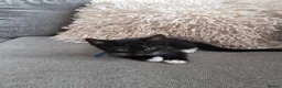 Mixed Breed cats for sale: 3 Boy Kittens Available  - Advert 12