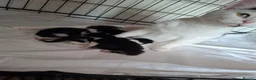 Mixed Breed cats for sale: Playful & Loving Kittens Ready Now  - Advert 2