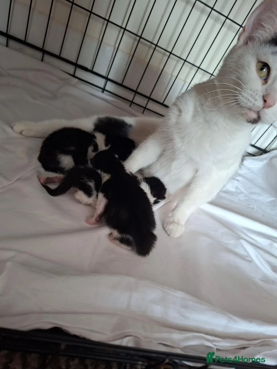 Mixed Breed cats for sale: Playful & Loving Kittens Ready Now  - Advert 2