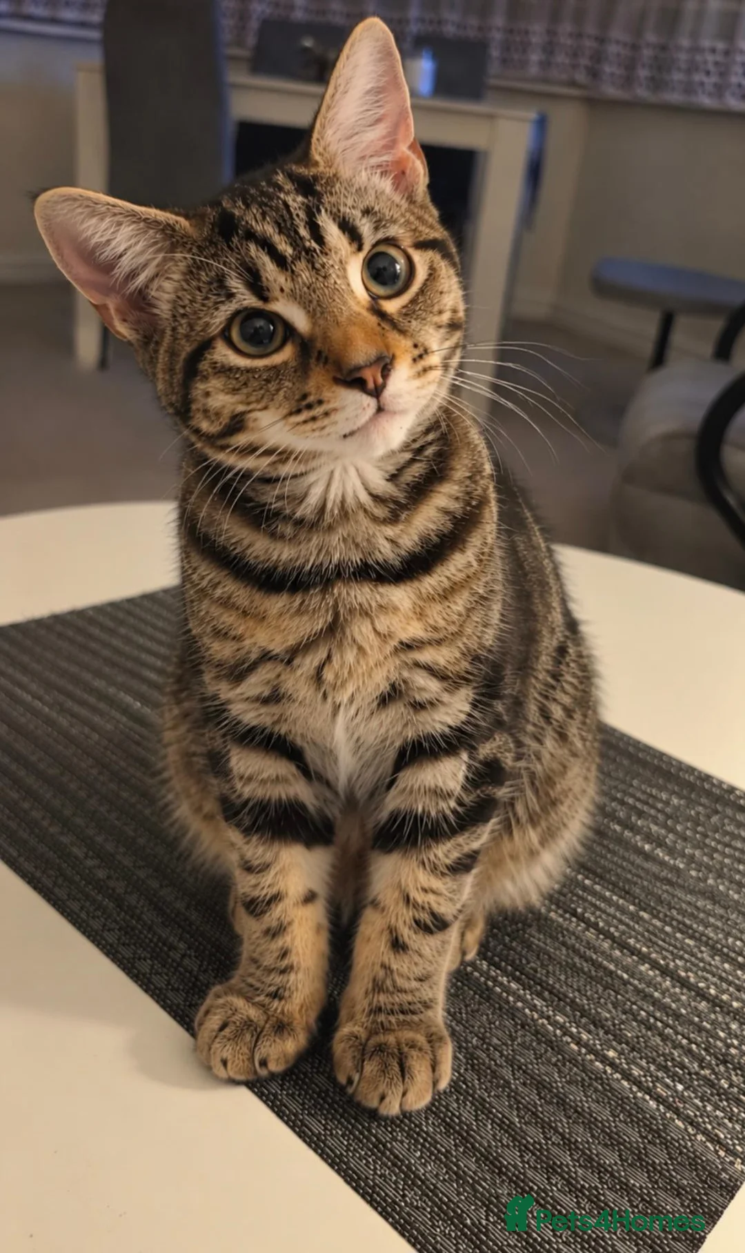 Domestic Shorthair cats for sale: Beautiful Friendly Female Tabby Cat in Pontefract - Advert 2