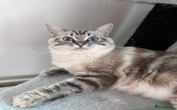 Ragdoll cats for sale: Gorgeous Ragdoll Lynx Girls!  - Image 14