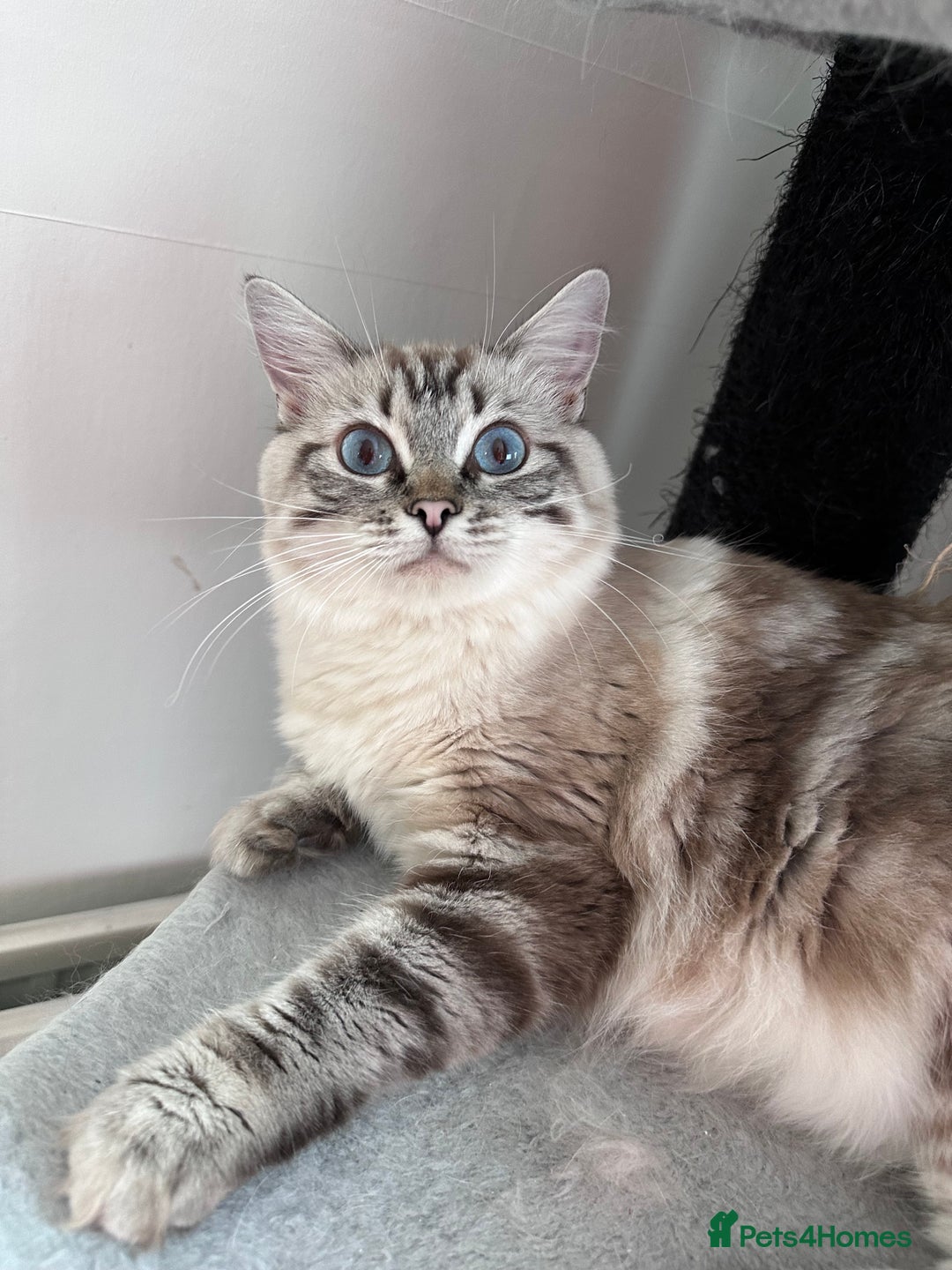 Ragdoll cats for sale: Gorgeous Ragdoll Lynx Girls!  - Image 14
