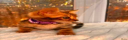 Bengal cats for sale: 💕 GORGEOUS PURE BENGAL KITTENS READY FOR HOMES!  - Advert 25