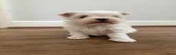 Maltese dogs for sale: One Beautiful Korean Maltese boy left for sale 🐾  - Advert 6
