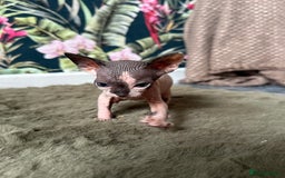 Sphynx cats for sale:  6 Beautiful Sphynx Kittens Ready Soon – 5★ - Image 19