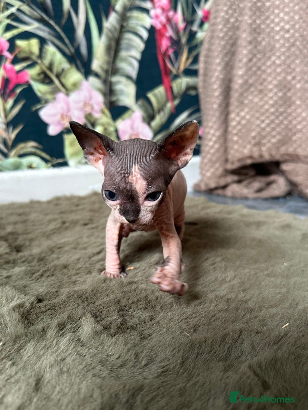 Sphynx cats for sale:  6 Beautiful Sphynx Kittens Ready Soon – 5★ - Image 19