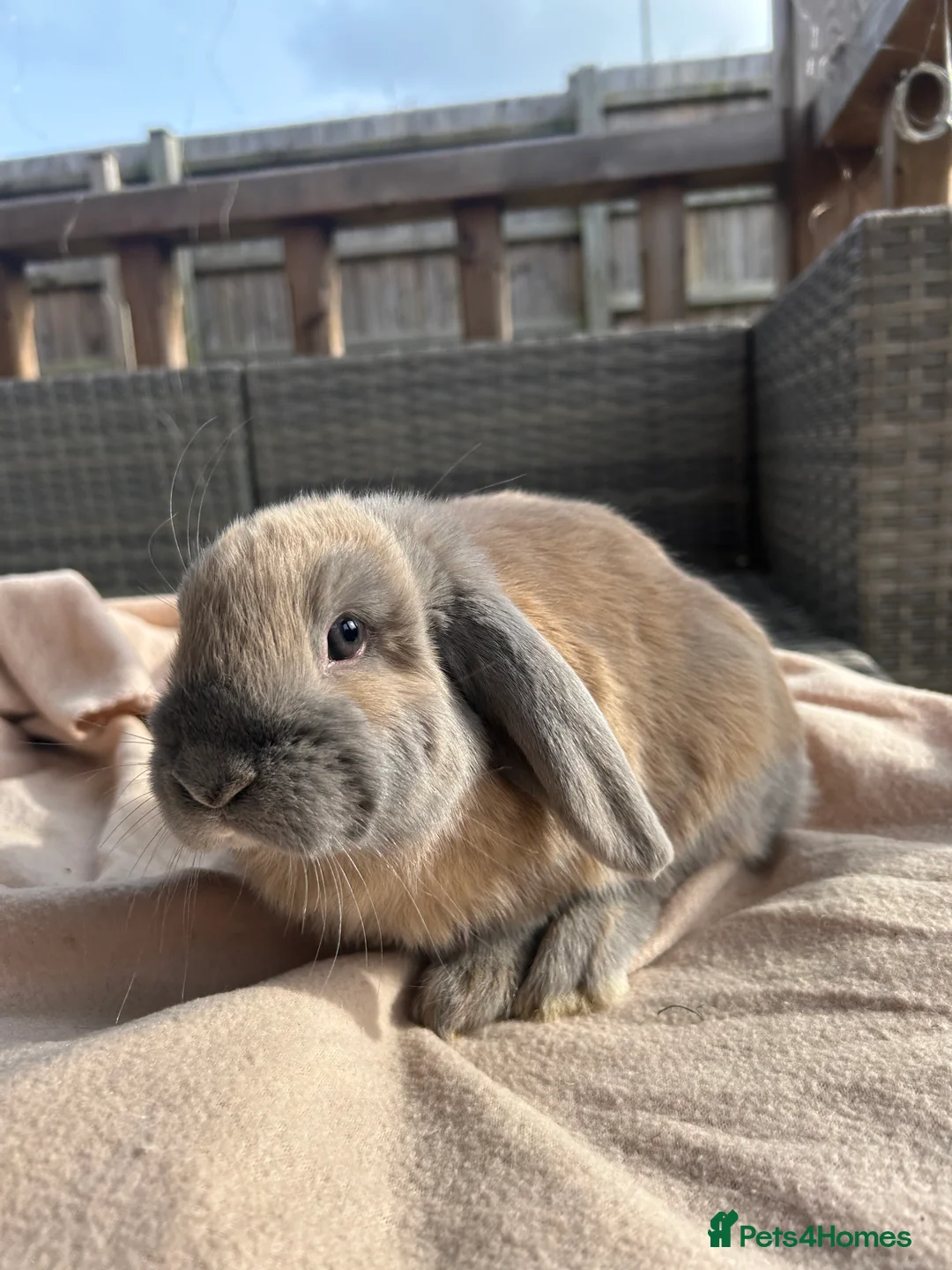 Mini Lop rabbits for sale: Beautifully marked friendly mini lop bunnies - Advert 6
