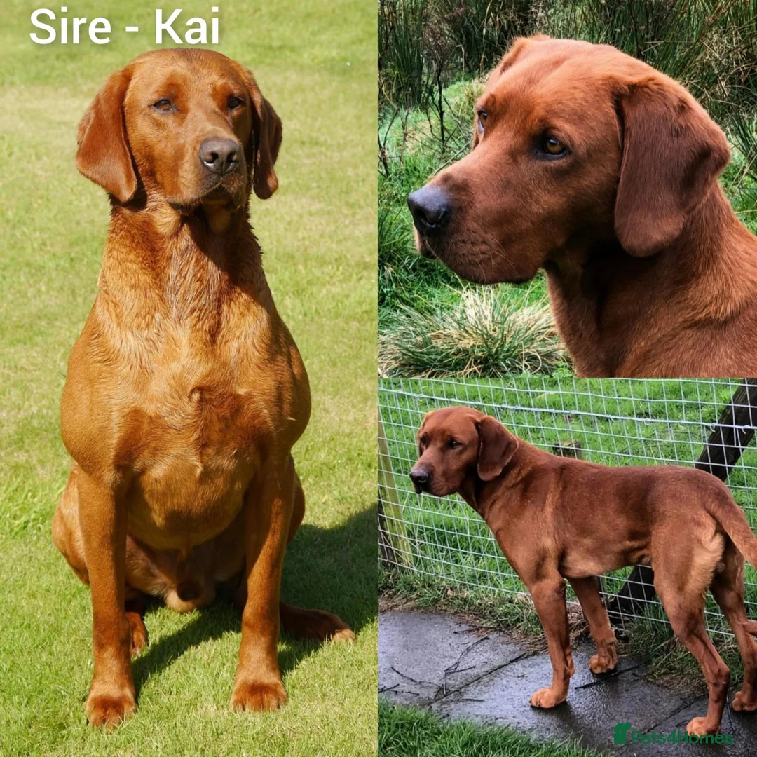 Labrador Retriever dogs for sale: Fox red Labrador puppies for sale( due 5/11/26 - Advert 2