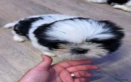 Shih Tzu dogs for sale: 4 adorable Shih Tzu for sale, 3 girls and 1 boy - Image 14