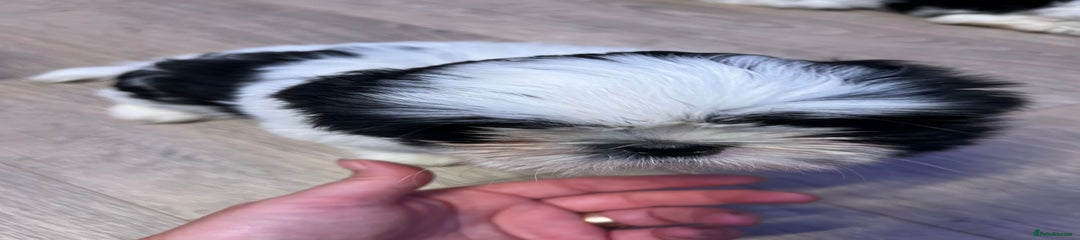 Shih Tzu Puppy 2