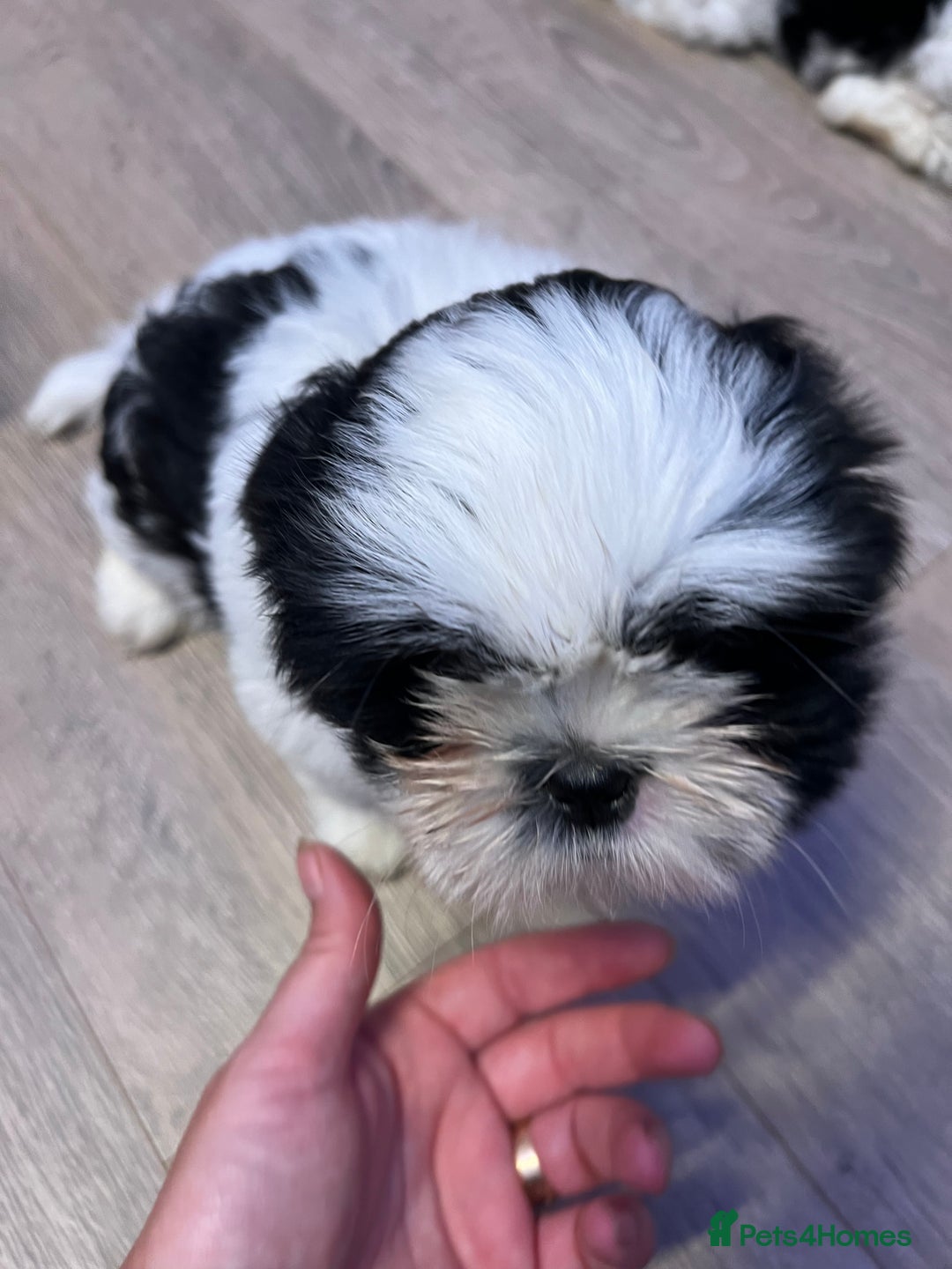 Shih Tzu dogs for sale: 4 adorable Shih Tzu for sale, 3 girls and 1 boy - Image 14