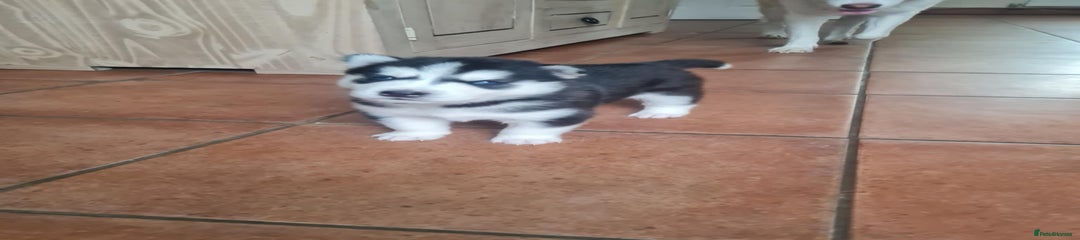 Siberian Husky Puppy 1